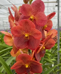 Fuch Sunset × Dr. Anek Blooming Size