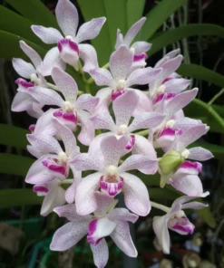 Rhynchostylis Gigantea x Pumila Blooming Size