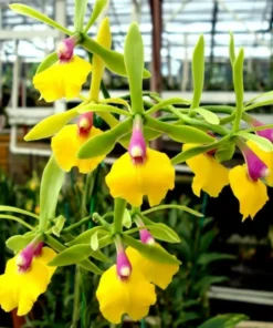 Epicattleya Rene Marquez Blooming Size