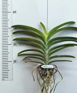 Alternative view of Vanda Two Tone Brown KC Blooming Size