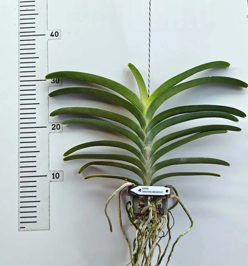 Vanda Two Tone Brown KC Blooming Size - Image 2