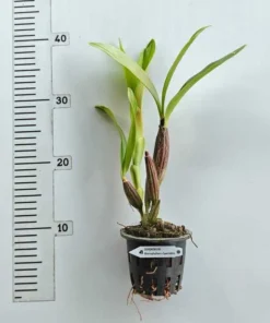 Alternative view of Ready to Flower Size Dendrobium Macrophyllum x Spectabilis