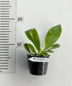 Alternative view of Phalaenopsis Violacea Indigo Blue X Sib Blooming Size