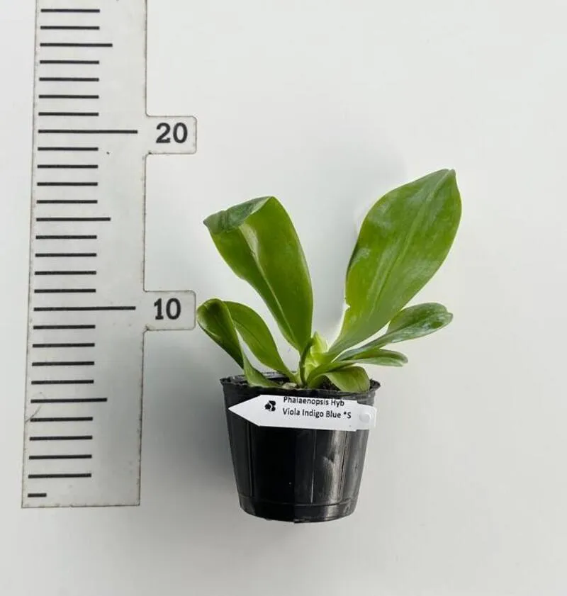 Phalaenopsis Violacea Indigo Blue X Sib Blooming Size - Image 2