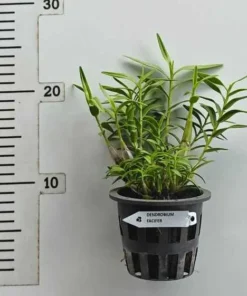 Alternative view of Ready to Flower Size Dendrobium Faciferum