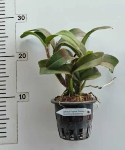 Alternative view of Cattleya Tropical Pointer x Schomburkia Tibicinis Blooming Size
