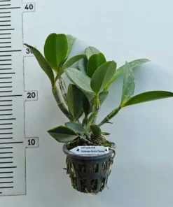 Alternative view of Cattleya Violacea Rubra Flamea Blooming Size