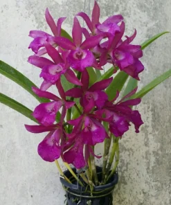 Cattleya Amorn Impression Blooming Size