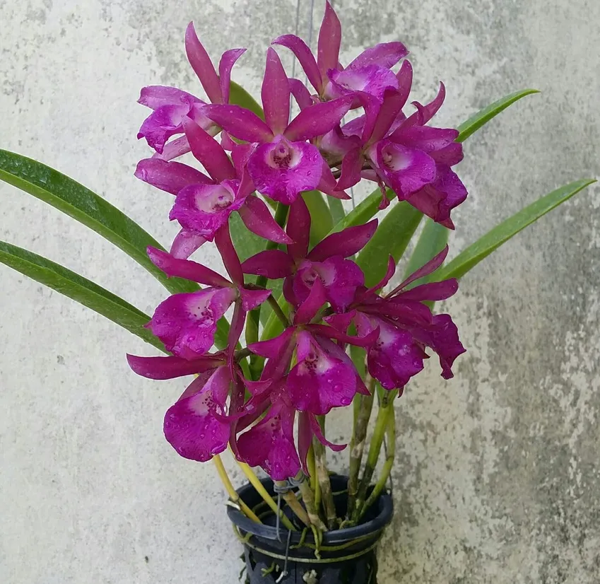 Cattleya Amorn Impression Blooming Size