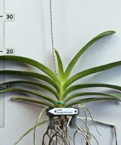 Alternative view of Kulwadee Spot Red KC Blooming Size