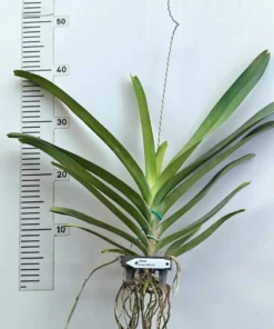 Alternative view of Vanda Brown Spot 9 Blooming Size