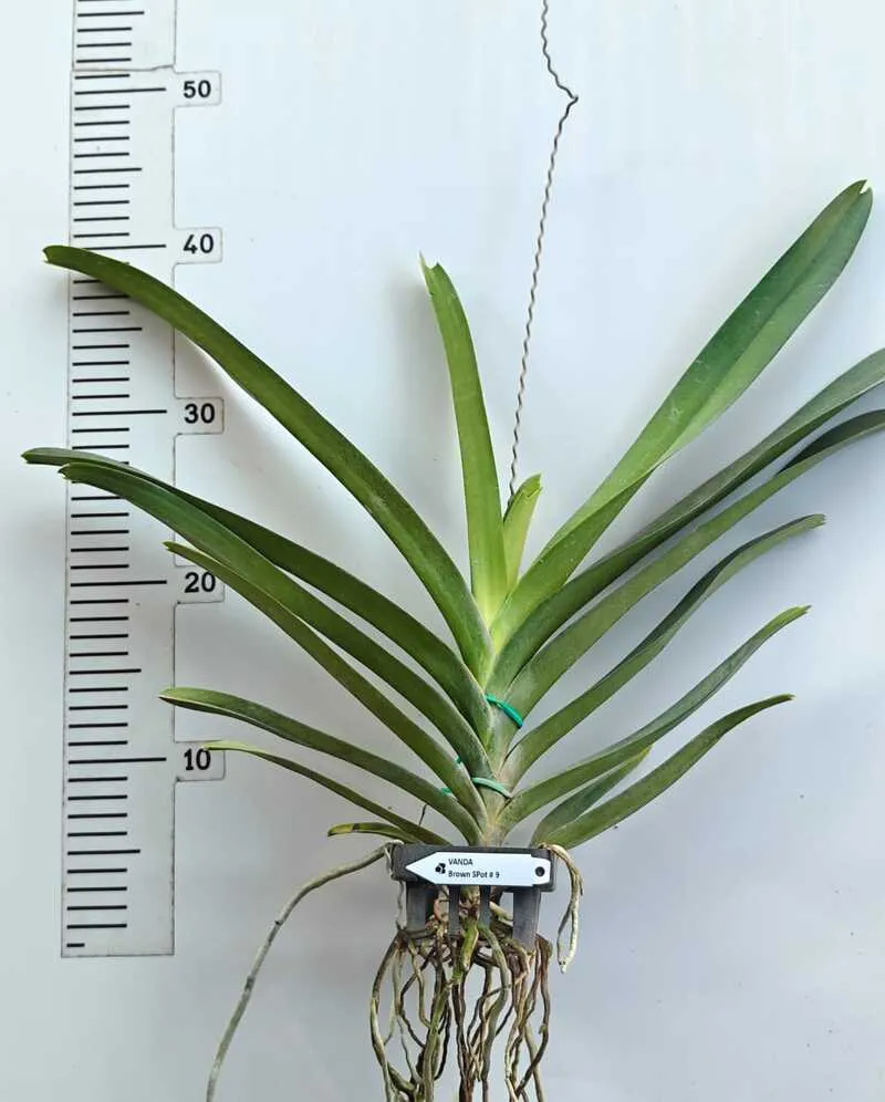 Vanda Brown Spot 9 Blooming Size - Image 2