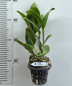 Alternative view of Cattleya Yuan Nan Star Blooming Size