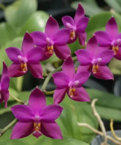 Ready to Flower Size Phalaenopsis violacea ‘Red’
