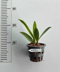 Alternative view of Oncidium Psychopsis Mariposa (Butterfly Orchid) Blooming Size