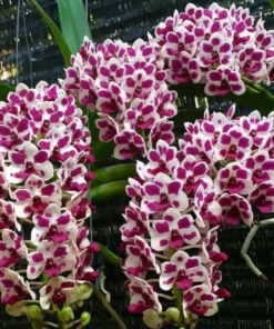 Rhynchostylis Cartoon Foxtail Medium Size