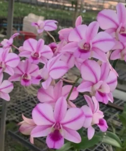 Popeye Red 98 Seedling