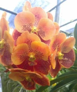 Vanda Two Tone Brown KC Blooming Size
