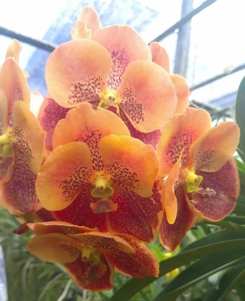 Vanda Two Tone Brown KC Blooming Size