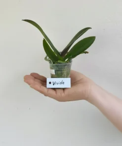 Alternative view of Phalaenopsis Vivida Blooming Size