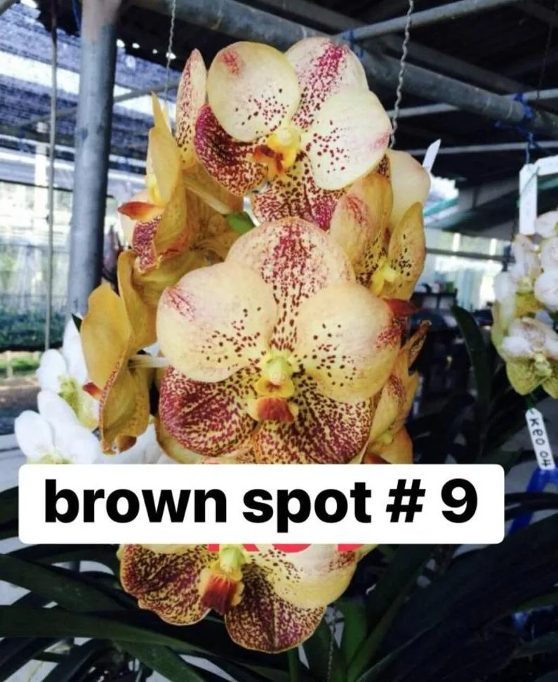 Vanda Brown Spot 9 Blooming Size