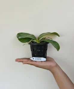 Alternative view of Ready to Flower Size Phalaenopsis violacea ‘Red’