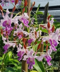 Rabbit Red 86 Seedling