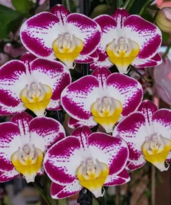 Phalaenopsis Vivida Blooming Size
