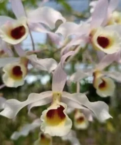 Blooming Size Dendrobium Nobile x Tortile - Mounted
