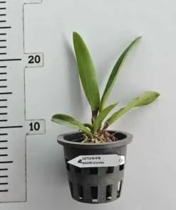 Alternative view of Cattleya Maxima Var. Coerulea Blooming Size
