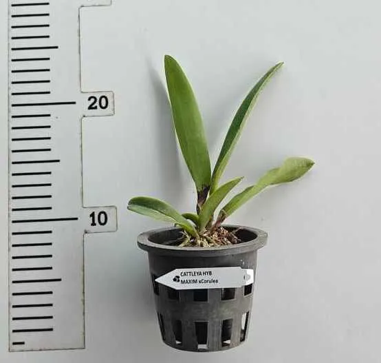 Cattleya Maxima Var. Coerulea Blooming Size - Image 2