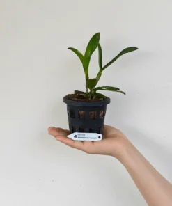 Alternative view of Cattleya Amorn Impression Blooming Size