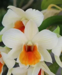 Ready to Flower Size Dendrobium JK Wii