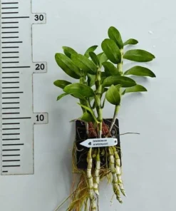Alternative view of Ready to Flower Size Dendrobium JK Moonlight - Mounted