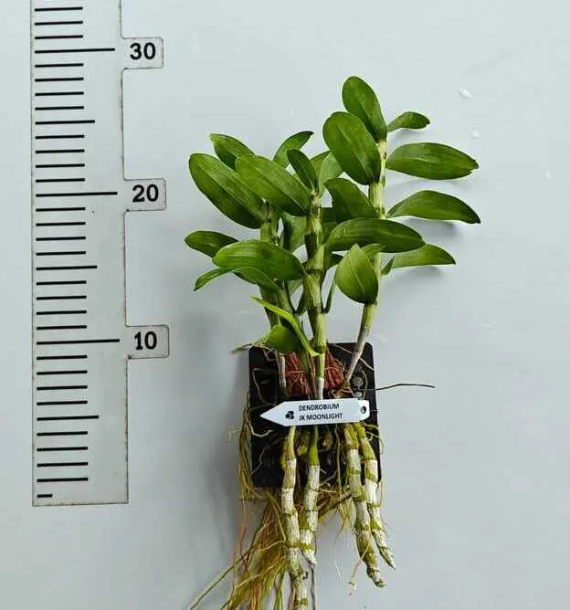 Ready to Flower Size Dendrobium JK Moonlight - Mounted - Image 2
