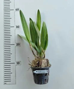 Alternative view of Cattleya Yuan Nan Star War Blooming Size