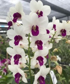 Chamming White Seedling