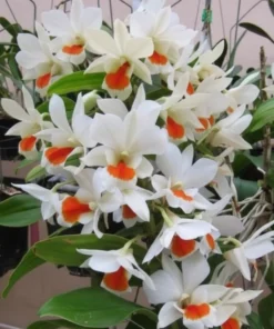 Ready to Flower Size Dendrobium JK Wii