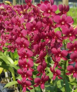 Butachong Brown 94 Seedling