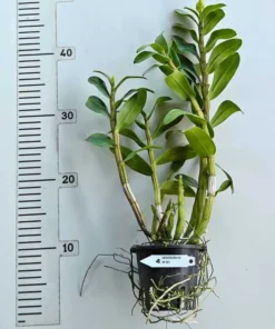Alternative view of Ready to Flower Size Dendrobium JK Wii
