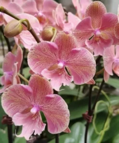 Phalaenopsis King Car Marbles Blooming Size