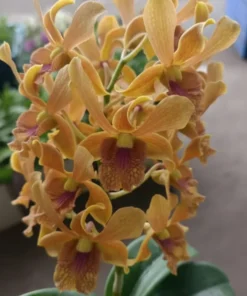 Brown Big Red Lip #18 Seedling