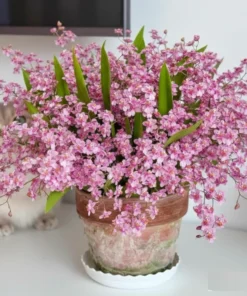 Oncidium Twinkle Pink Red- With Buds/Flowers (Large Size Plant)