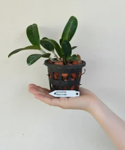 Alternative view of Cattleya Violacea Semi Alba Blooming Size