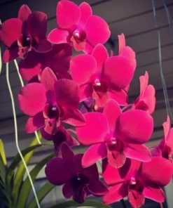 Ready to Flower Size Dendrobium XL 6