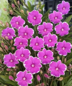 Ready to Flower Size Dendrobium Mini Pink 3 Lips Splash