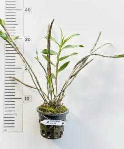 Alternative view of Ready to Flower Size Dendrobium Miyakei