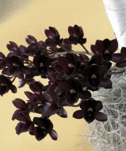 Catasetum Black Penang Waltz