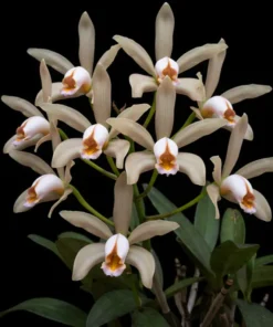Cattleya Forbesii Blooming Size