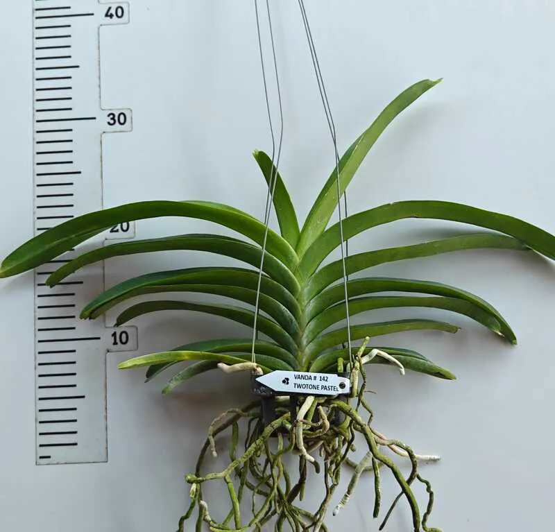 Vanda Two Tone Pastel Blooming Size - Image 2